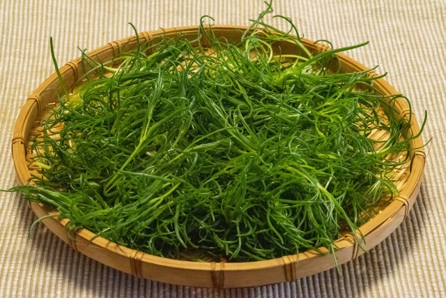 おかひじき